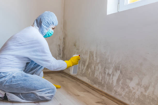 Licensed Basement Mold Remediation service in Lafayette, OR - Car Mold Remediation