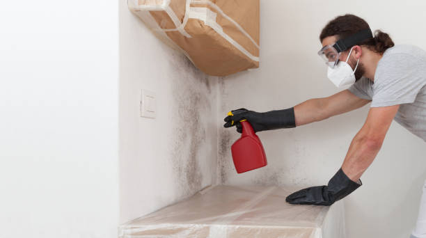 Professional Basement Mold Remediation technician working in Lafayette, OR