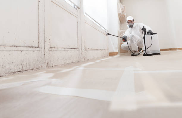 24/7 Emergency Basement Mold Remediation experts in Lafayette, OR