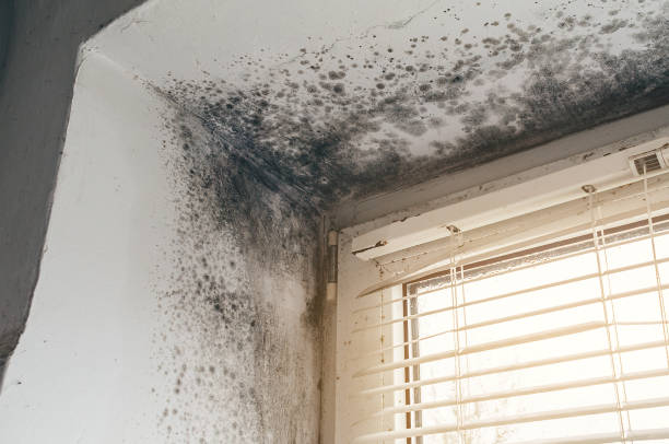 Affordable Basement Mold Remediation solutions in Lafayette, OR